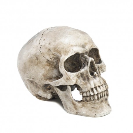 Decorative Skull Head